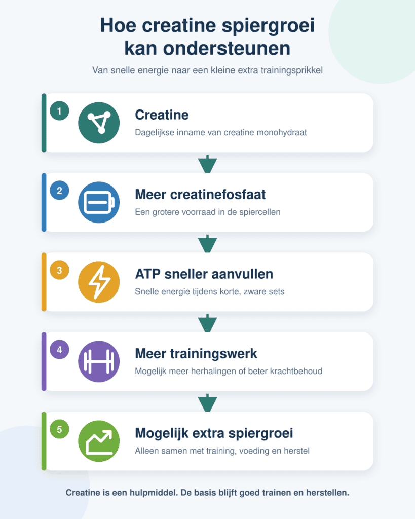 Diagram dat laat zien hoe creatine via creatinefosfaat en ATP kan bijdragen aan meer trainingswerk en mogelijk extra spiergroei.